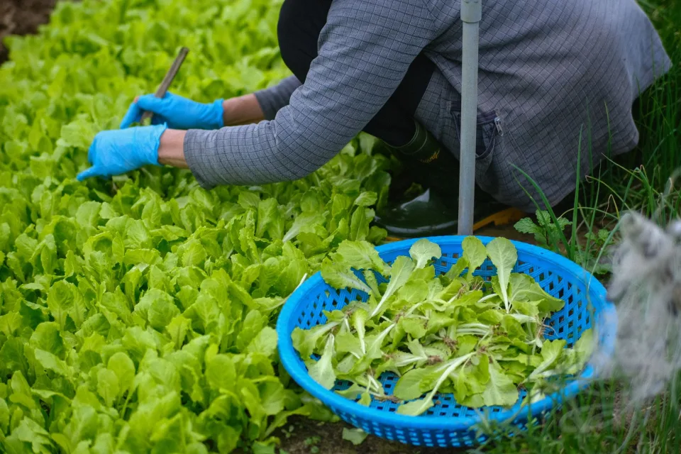 Vườn rau của Trương Thị Bích Quyên